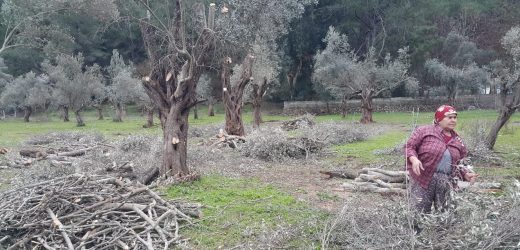 ZEYTİN AĞAÇLARINI GENÇLEŞTİREN DOKUNUŞ