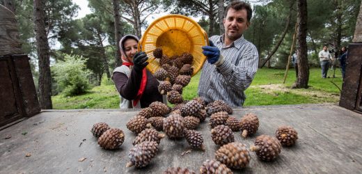 İzmir Büyükşehir fıstık çamı için yeniden kolları sıvadı