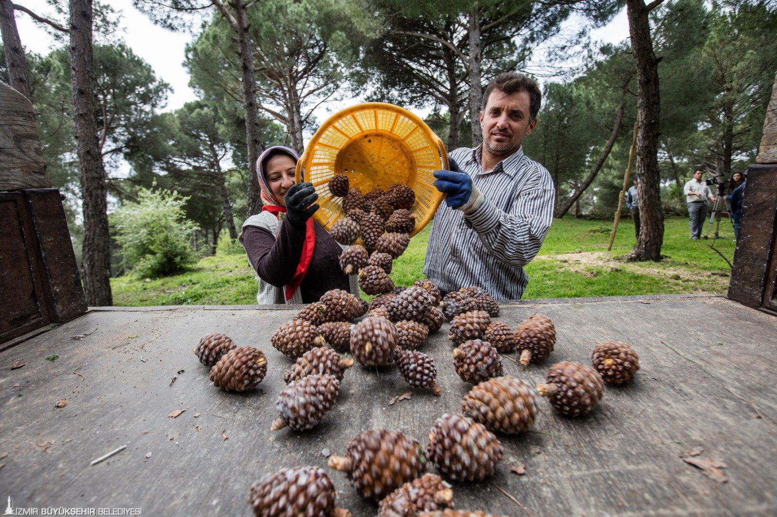 İzmir Büyükşehir fıstık çamı için yeniden kolları sıvadı