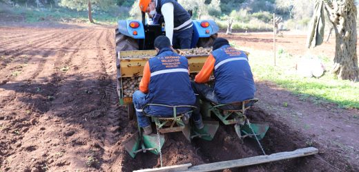 ŞİMDİ SIRA PATATESTE