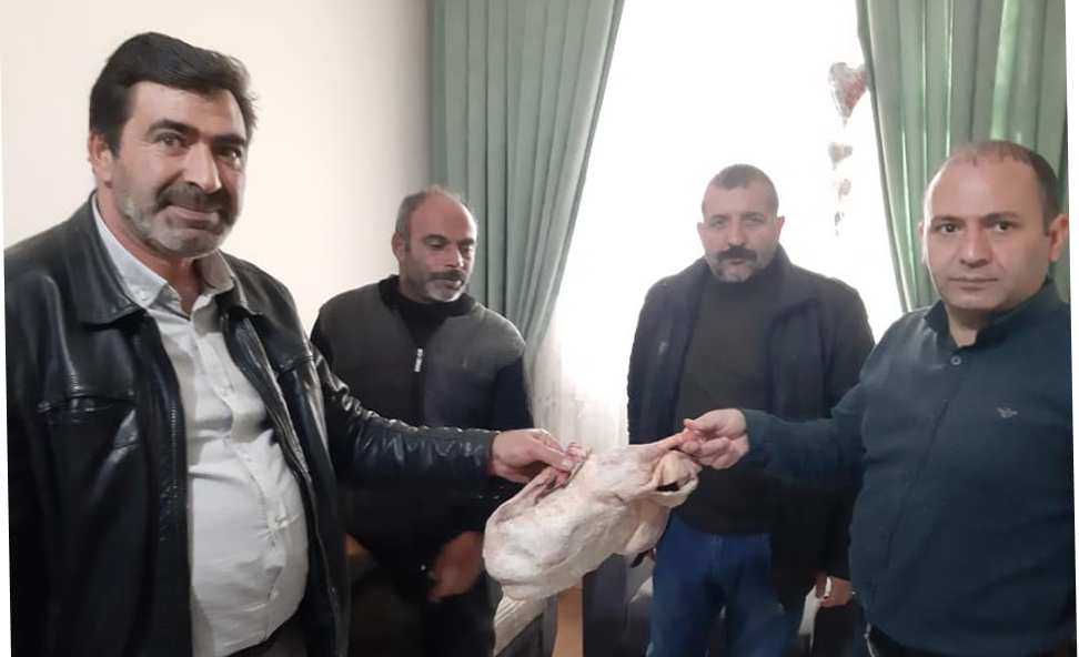 Ardahan’da Beslenen Kaz’lar Sofralarınıza Hazırlanıyor