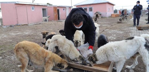 BAŞKAN DEMİR,  4 NİSAN DÜNYA SOKAK HAYVANLARI GÜNÜ’NÜ UNUTMADI