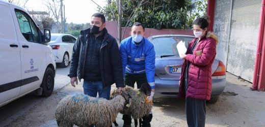 AYDIN BÜYÜKŞEHİR BELEDİYESİ YOK OLMA TEHLİKESİ ALTINDAKİ ÇİNE ÇAPARINI KURTARDI