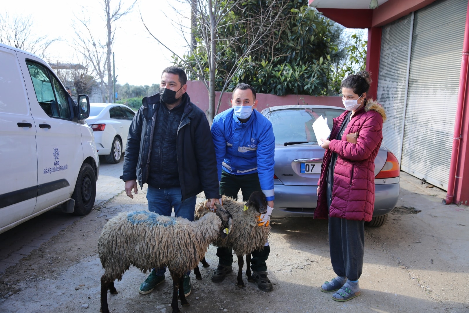 AYDIN BÜYÜKŞEHİR BELEDİYESİ YOK OLMA TEHLİKESİ ALTINDAKİ ÇİNE ÇAPARINI KURTARDI