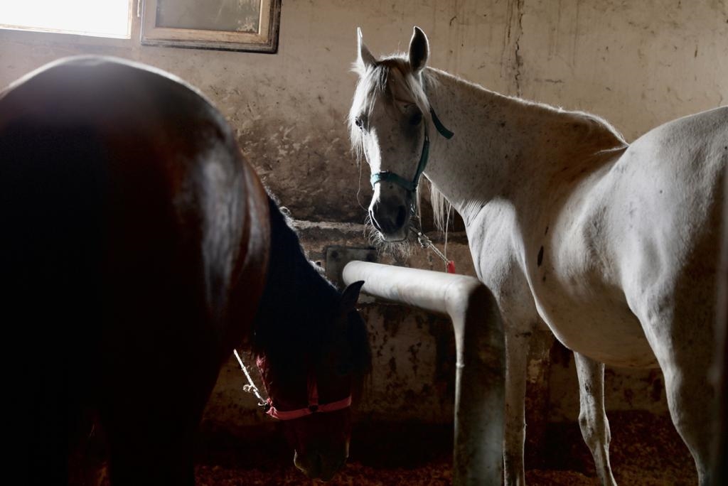 İBB ATLARI BELEDİYE, STK VE ÜNİVERSİTELERE TESLİM ETTİ