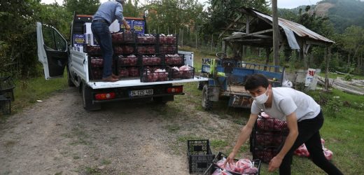 BAŞKAN GÜLER’İN PROJESİ İLK MEYVESİNİ VERDİ İLK HASAT BAŞLADI