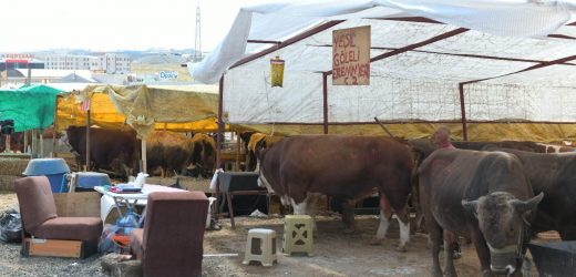KURBANLIK SATIŞ ALANINDA ‘SİNEKSAVARLI’ ÖNLEM