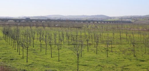 İSKİ, İÇME SUYU HAVZALARINI AĞAÇLANDIRIYOR