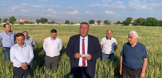 Gürer” çiftçi hasat etmeden taban fiyat eridi”