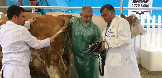 Türkiye’den Giden İlk Dondurulmuş Sığır Embriyoları  Kardeş Azerbaycan’da Nakledildi