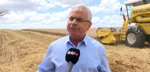 YERLİ TOHUM ÇOK VERİMLİ OLDU