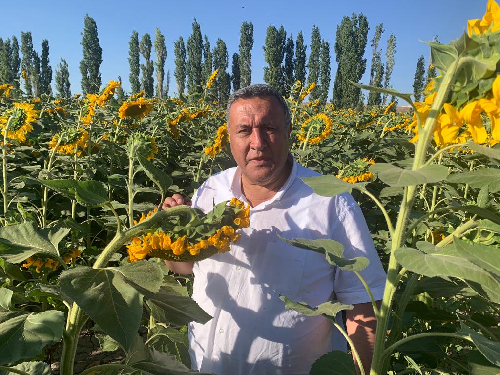 Gürer: “Ayçiçek taban fiyatı açıklanmalıdır “