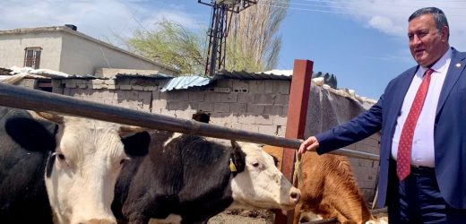 Gürer: “Hayvancılık her geçen gün kan kaybediyor”