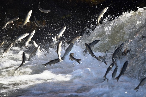 BALIK BAŞTAN KOKUYOR…