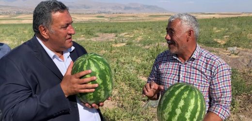 Gürer: “Nakliye maliyeti karpuzun yüzüne baktırmıyor”