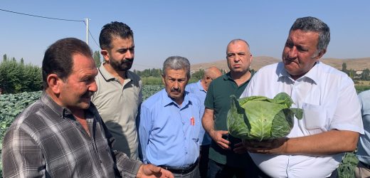 Gürer: “Lahana üreticisi de perişan”