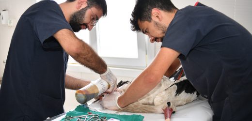 YARALI LEYLEK KORUMA ALTINA ALINDI