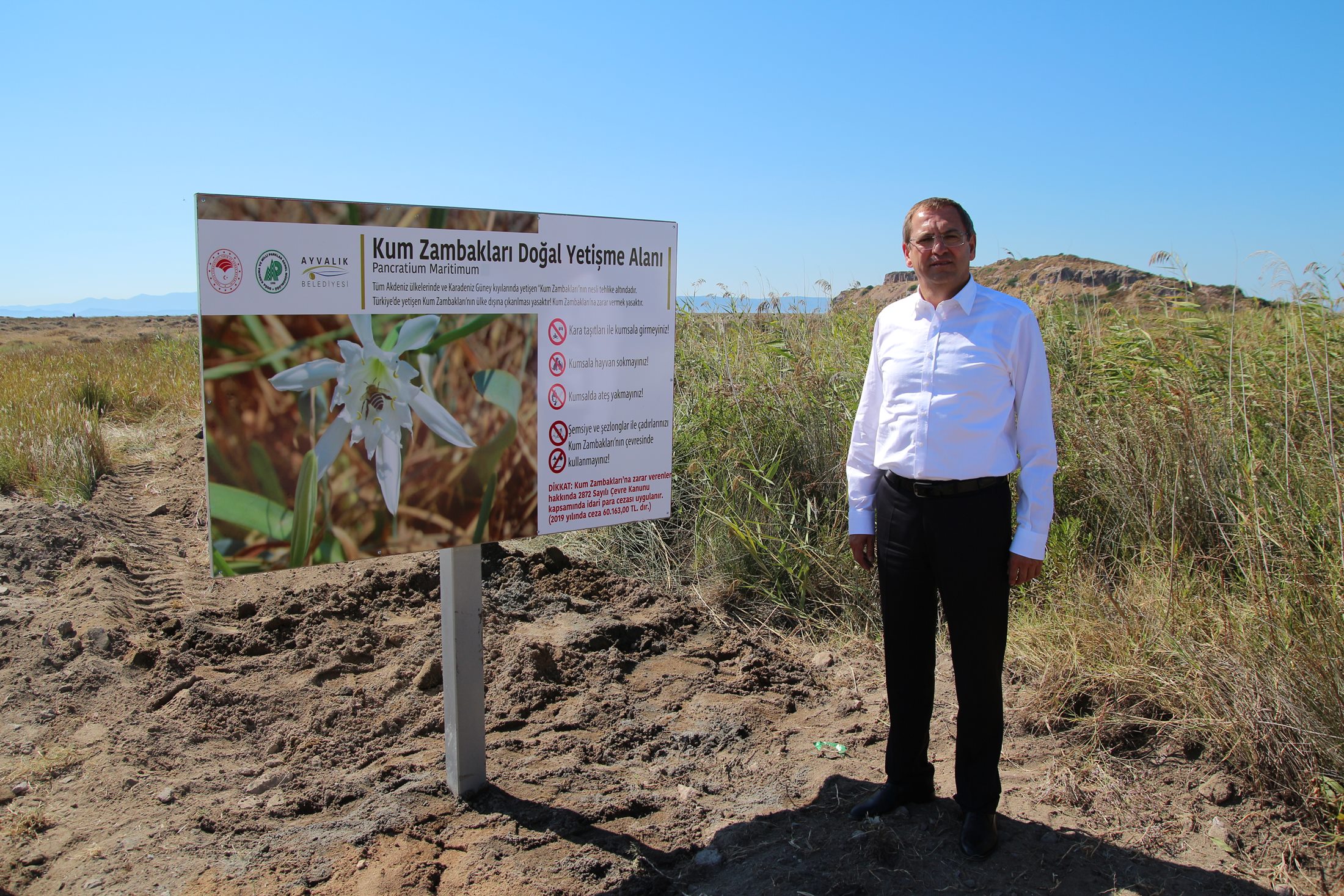 AYVALIK’IN KUM ZAMBAKLARINDA ÇİÇEK ZAMANI
