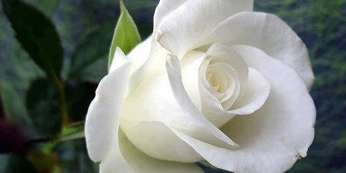 AR DAMARI YIRTIKLAR…