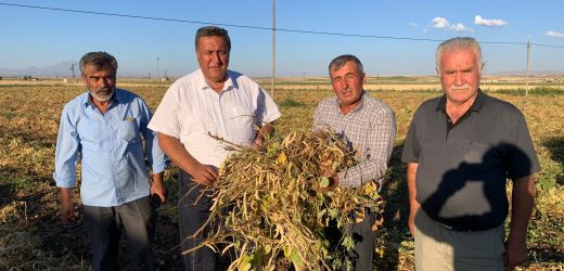 Gürer: “Fasulye üreticisi TMO’nun fiyatını bekliyor”