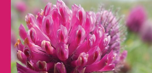 YILMAZ ŞİT Hoçvan’ın Gülü Şiir kitabı Berfin Yayınlarından Çıktı