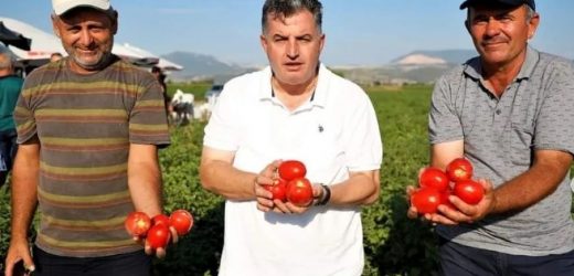 KINIK KURU DOMATESİ COĞRAFİ İŞARET ALDI