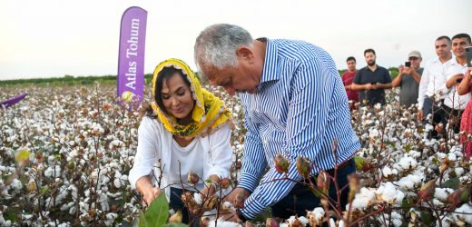 Türkan Şoray, kendi adının verildiği pamuğun hasadına katıldı