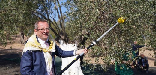 AYVALIK’TA ZEYTİN HASAT FESTİVALİ BAŞLADI