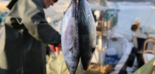 İstanbul ilk kez düzenlenen Şile Palamut Festivali’nde buluştu