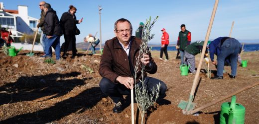 MESUT ERGİN: “DÜNYA ZEYTİN AĞACI GÜNÜ KUTLU OLSUN”