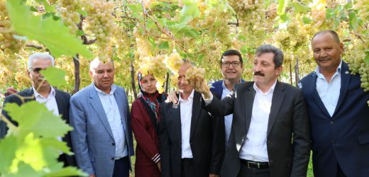 Muğla’da Üzümler Gelin Oldu!