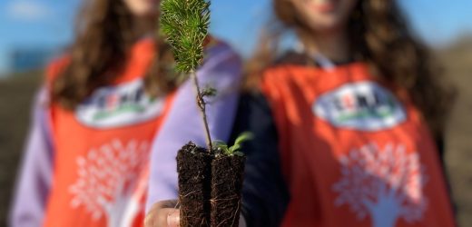 TEMA Vakfı: En Anlamlı Yeni Yıl Hediyesi Fidan Bağışı