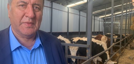 Gürer: “Artık düveler bile kesime gönderiyor”