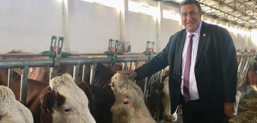 Gürer: “Yerli sığır ırkları yok olma tehlikesiyle karşı karşıya”