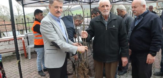 Atakum Belediyesi’nden tarımsal üretime tam destek: Çiftçiye 1000 adet incir fidanı desteği