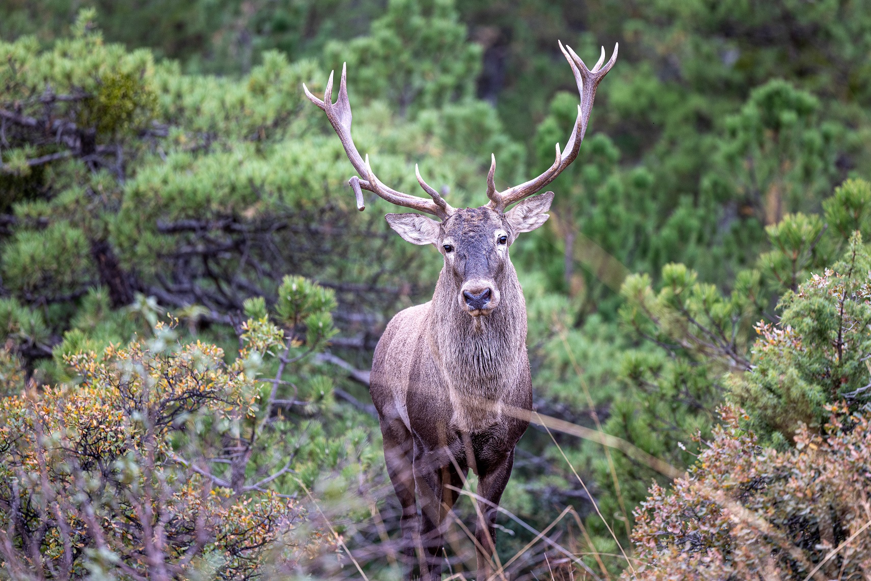Beypazarı’nda doğa katliamına neden olacak kalker ocağı projesi durduruldu