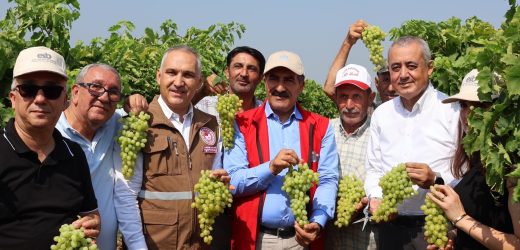 Yaş üzümde 200 milyon dolar aşılacak