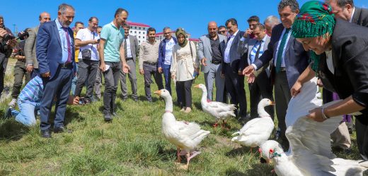 Ardahan Üniversitesi 6. Kaz Çalıştayı Düzenledi