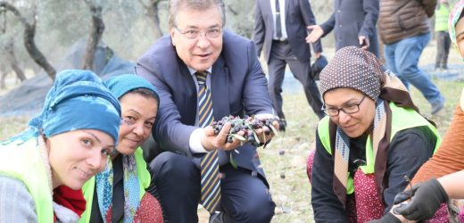 Edremit Körfezi yeşil çizik zeytini AB tarafından tanındı,- Başkan Arslan, AB Türkiye Delegasyonuna konuştu