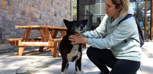 İŞKENCEYE MARUZ KALAN LOKUM HAYATA TUTUNDU