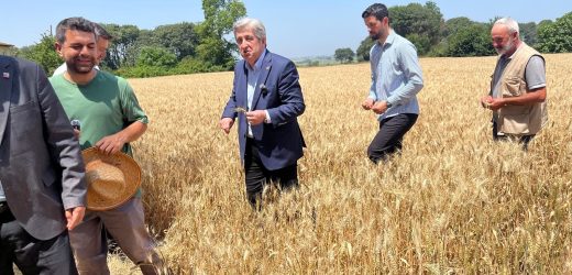 CHP’li Çan, Bafra İkiztepe’de buğday üreticileriyle buluştu: