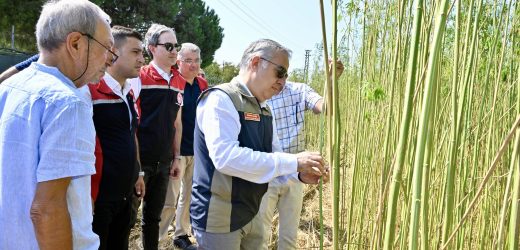 İZMİR’DE İLK KENEVİR HASADI YAPILDI