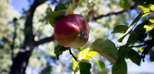 Posof Elması Posoflu Kadınlarla Yaygınlaşacak