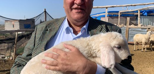 Gürer: “Keçiler ve oğlaklar haciz yoluyla satışa çıkarıldı”