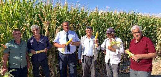 Gürer: “Mısır ithalatı iktidarın tarıma bakışını yansıtıyor”