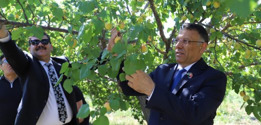 Iğdır Üniversitesi Uygulama Bahçesinde “Kayısı Hasadı Etkinliği” Düzenlendi
