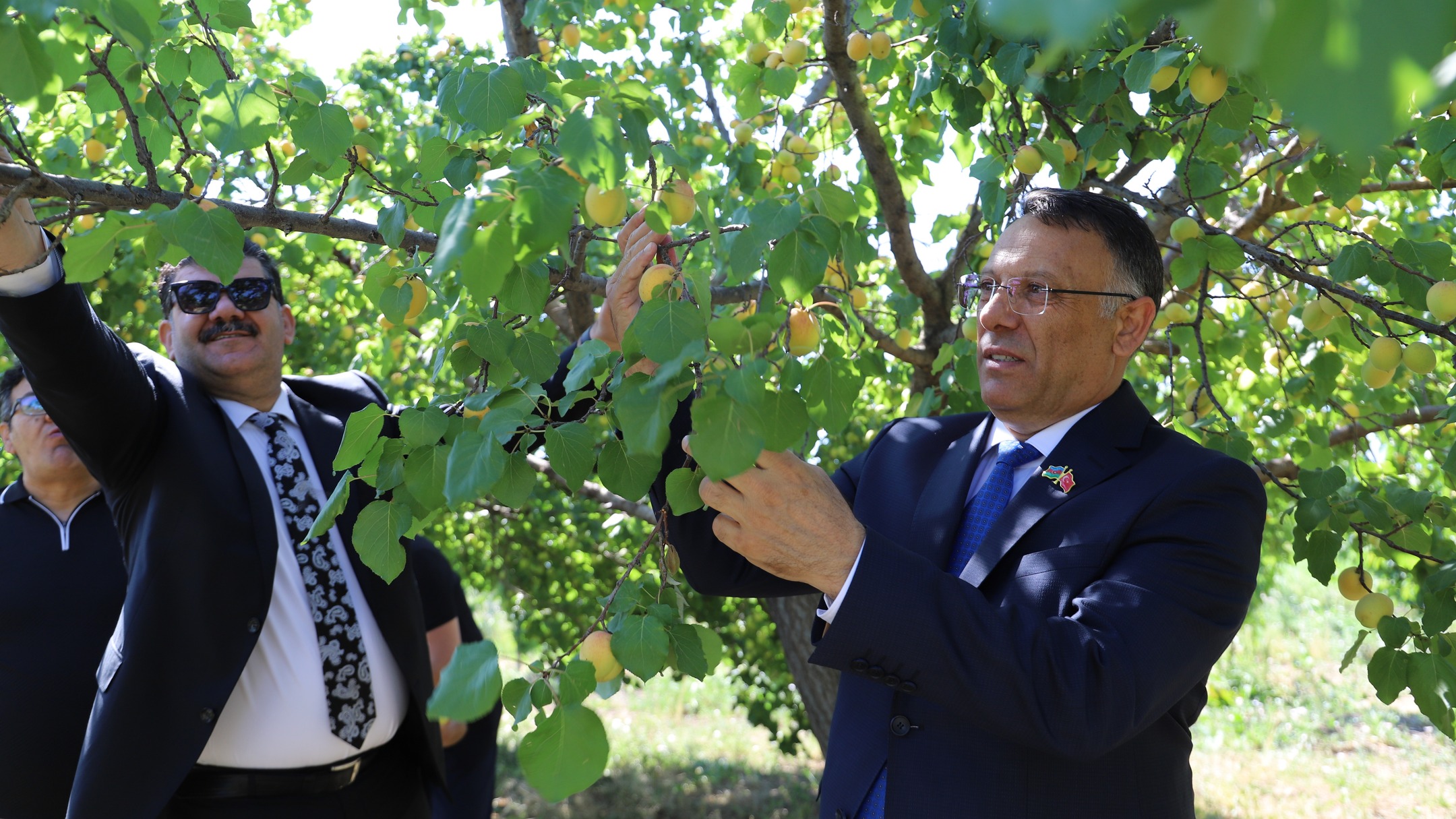 Iğdır Üniversitesi Uygulama Bahçesinde “Kayısı Hasadı Etkinliği” Düzenlendi