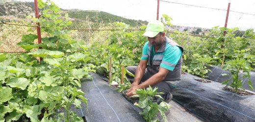 Derince Belediyesi Serasını Kurdu Yeşil Geleceğe Adım Attı