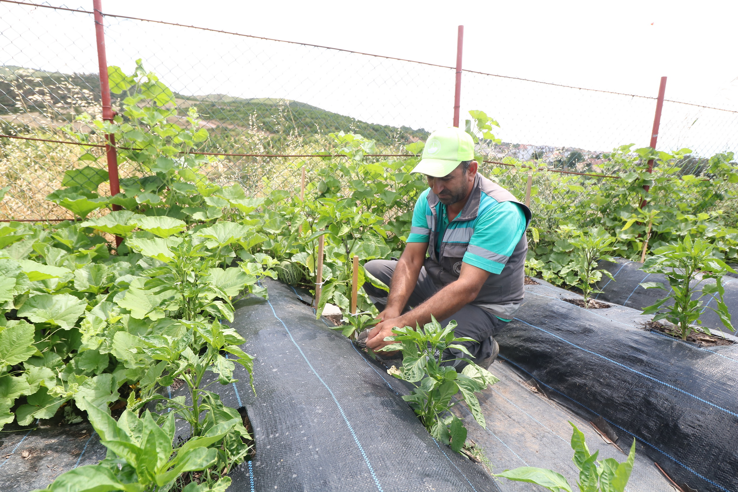 Derince Belediyesi Serasını Kurdu Yeşil Geleceğe Adım Attı