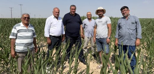 “Mısır Üreticisini Kuraklık yaktı, ithalat yıktı”